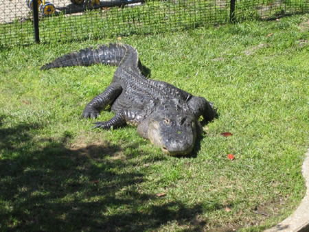 Montgomery Zoo Alligator