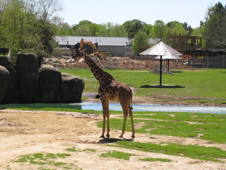 montgomery zoo giraffe