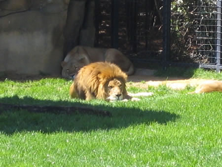 montgomery zoo lion