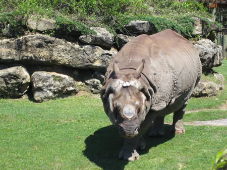 Montgomery Zoo Rhino