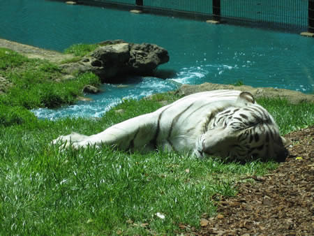 Montgomery Zoo White Tiger