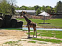 giraffe (40kb)