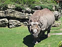 rhino (50kb)