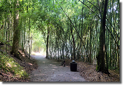 Wilderness Park Bamboo Forest
